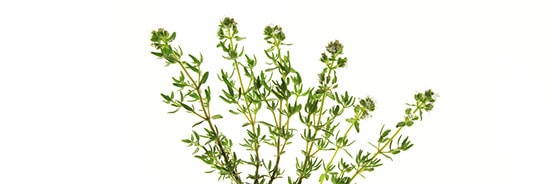 L'huile essentielle de Thym à Thujanol